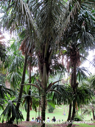 Oenocarpus bataua Flora Fauna Web Plant Detail Oenocarpus bataua Mart