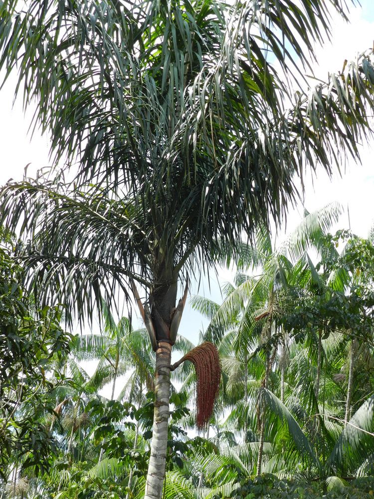 Oenocarpus bataua Oenocarpus bataua Mart Andr Cardoso Flickr