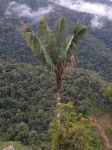 Oenocarpus bataua Oenocarpus bataua Palmpedia Palm Grower39s Guide