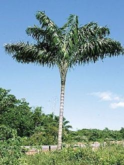Oenocarpus bataua Oenocarpus bataua Palmpedia Palm Grower39s Guide