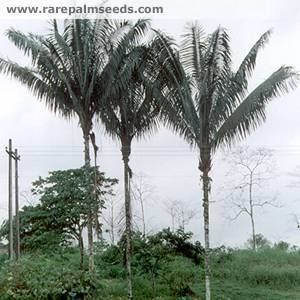Oenocarpus bataua Oenocarpus bataua buy seeds at rarepalmseedscom