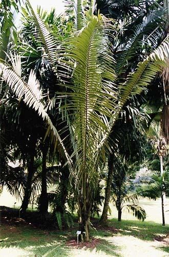 Oenocarpus bataua Oenocarpus bataua Pacsoa