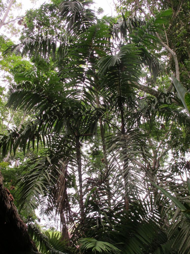 Oenocarpus bataua Oenocarpus bataua Useful Tropical Plants
