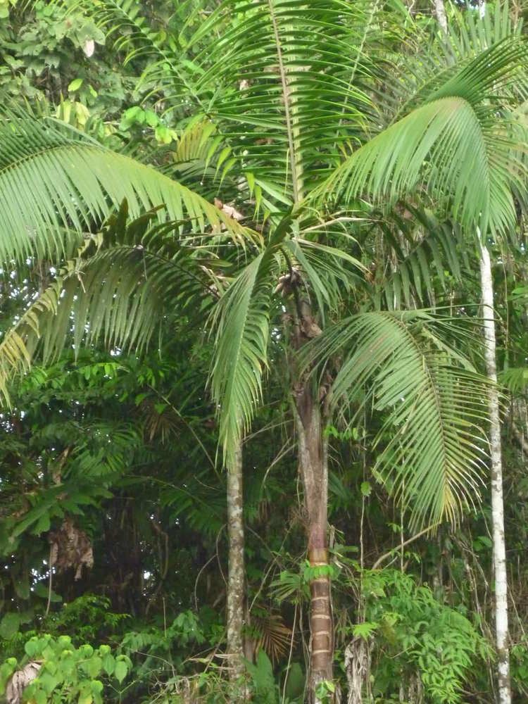 Oenocarpus Oenocarpus mapora DISCUSSING PALM TREES WORLDWIDE PalmTalk