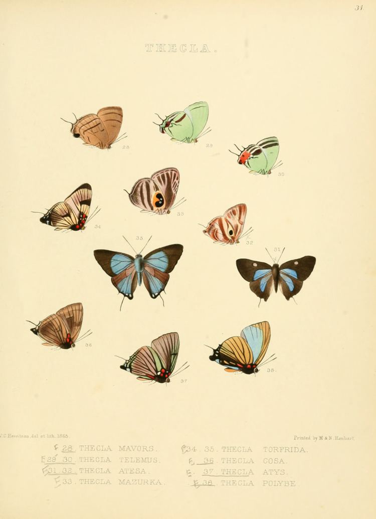 Oenomaus (butterfly)