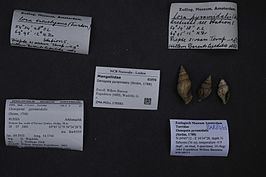 Oenopota pyramidalis httpsuploadwikimediaorgwikipediacommonsthu