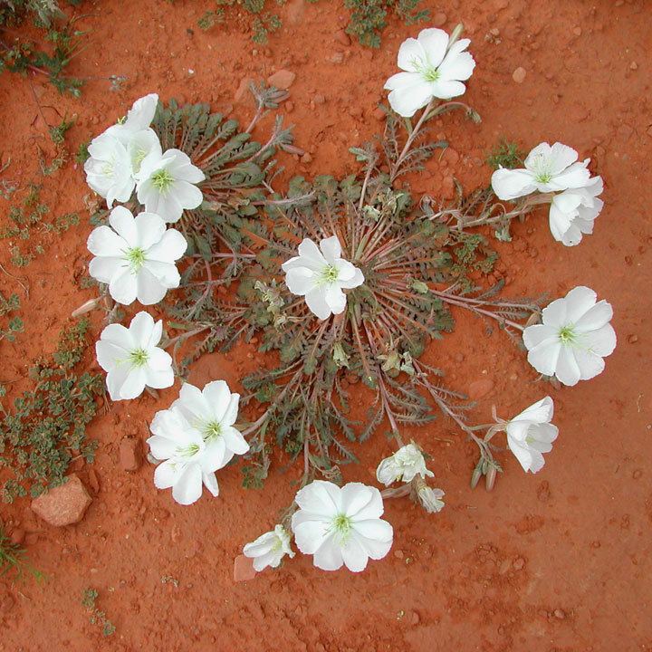 Oenothera albicaulis SEINet Arizona Chapter Oenothera albicaulis