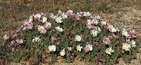 Oenothera californica California Evening Primrose Oenothera californica