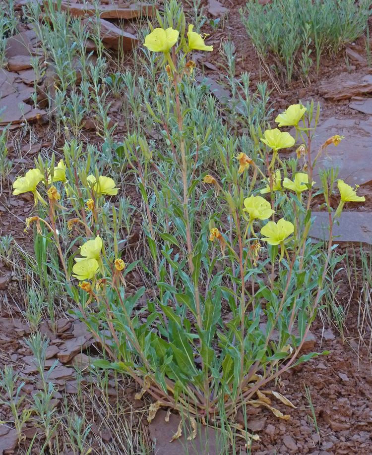 Oenothera elata Southwest Colorado Wildflowers Oenothera elata