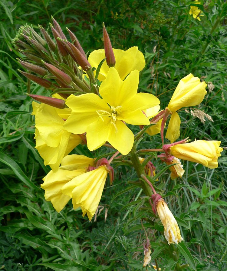 Oenothera elata Oenothera elata Hooker39s Evening Primrose plant lust