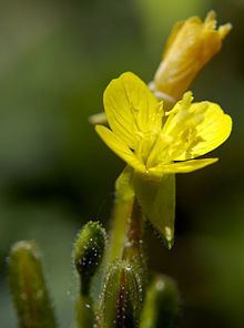 Oenothera perennis httpsuploadwikimediaorgwikipediacommonsthu