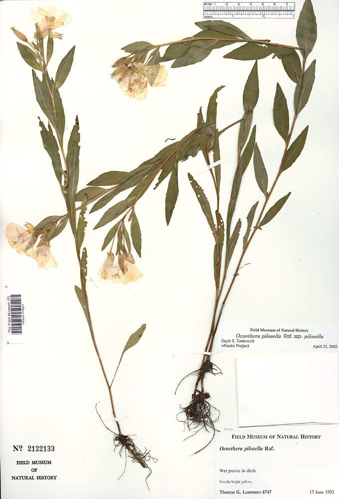 Oenothera pilosella Oenothera pilosella meadow eveningprimrose Go Botany