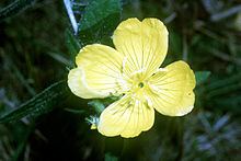 Oenothera pilosella httpsuploadwikimediaorgwikipediacommonsthu