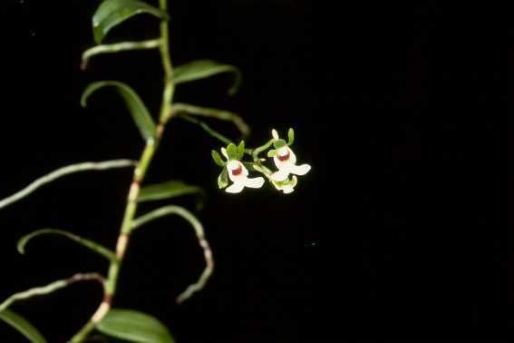 Oeonia wwworchidspeciescomorphotdiroenoncidiflorajpg
