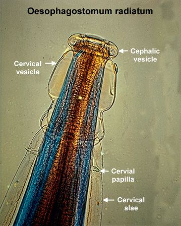 Oesophagostomum calvetupenneduprojectsmerialNematodesimages