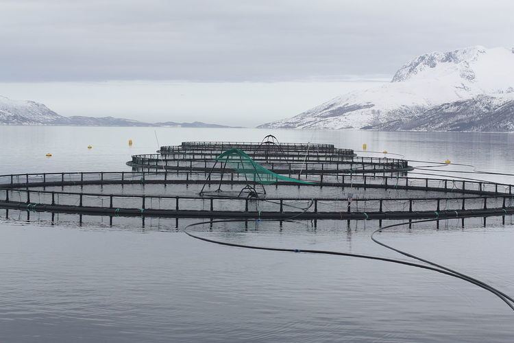 Offshore aquaculture
