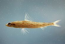 Offshore lizardfish httpsuploadwikimediaorgwikipediacommonsthu