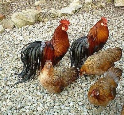 Ohiki 1000 images about Japanese Ohiki Chickens on Pinterest Guys