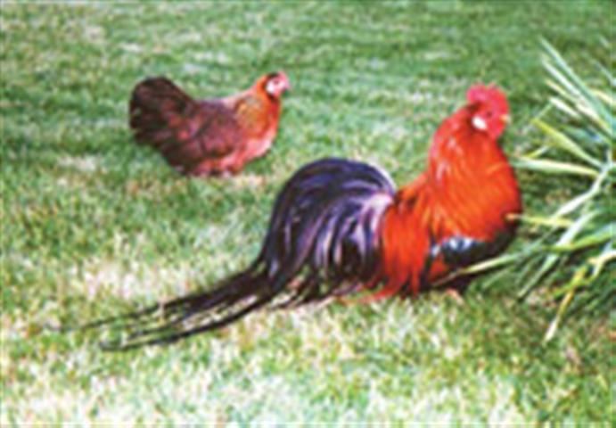 Ohiki OHIKI Poultry Club South Africa
