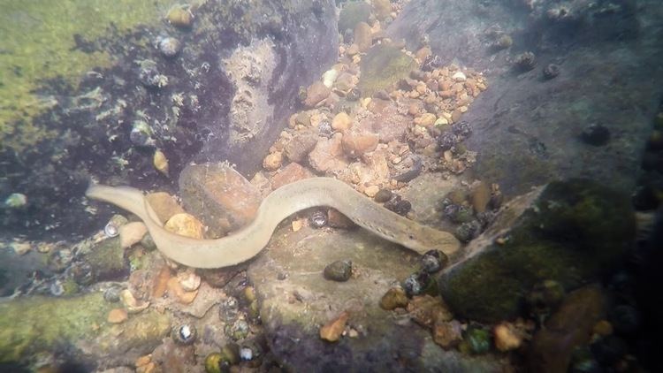 Image result for Ohio lamprey