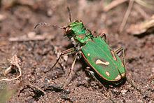 Ohlone tiger beetle httpsuploadwikimediaorgwikipediacommonsthu