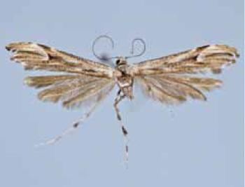 Oidaematophorus phaceliae