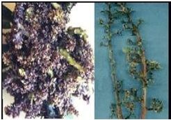 Oidium mangiferae Mango Powdery mildew and Management Oidium mangiferae Acrosporum