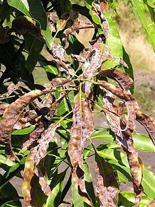Oidium mangiferae httpsuploadwikimediaorgwikipediacommonsthu
