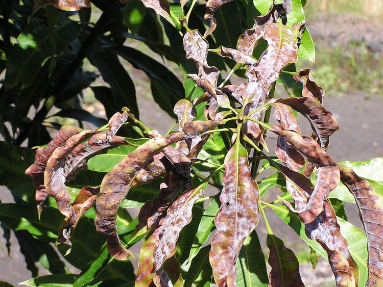 Oidium mangiferae Mango powdery mildew caused by Oidium mangiferae Read quotMa Flickr