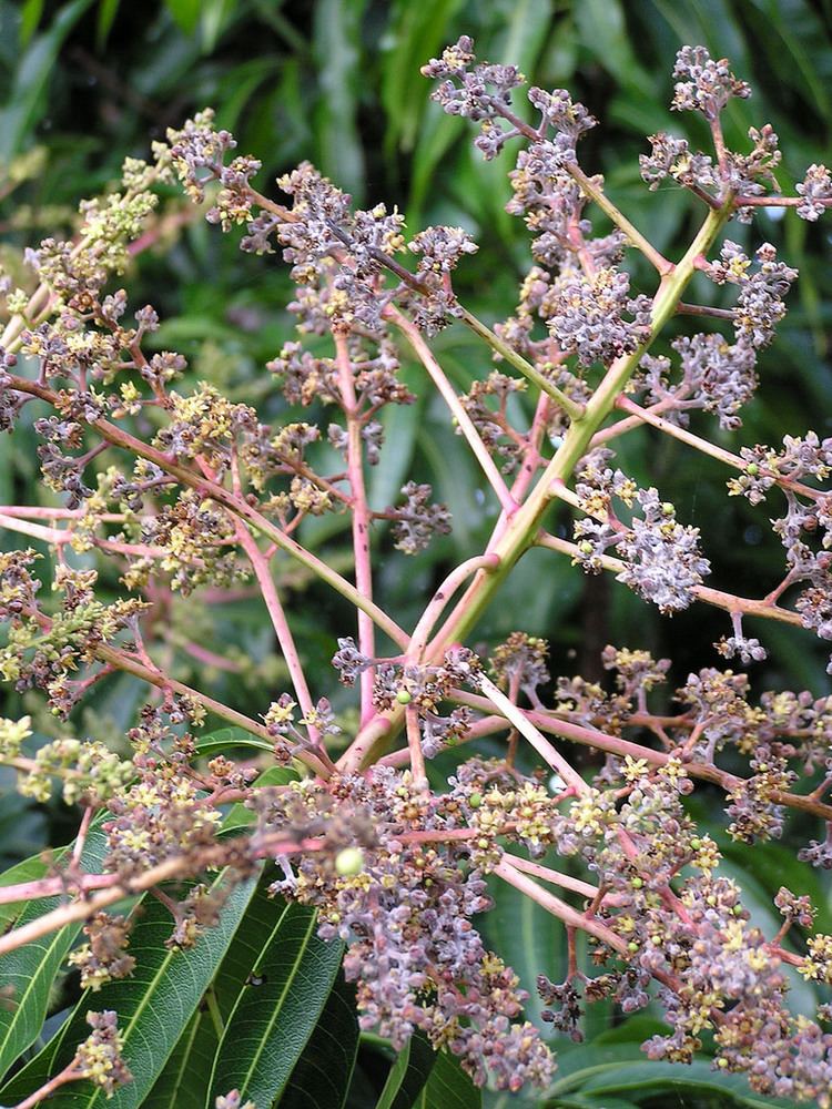 Oidium mangiferae Mango Powdery mildew caused by Oidium mangiferae Flickr