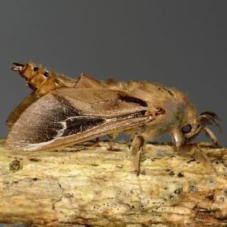 Oiketicus abbotii Oiketicus abbotii Abbot s Bagworm Moth Discover Life