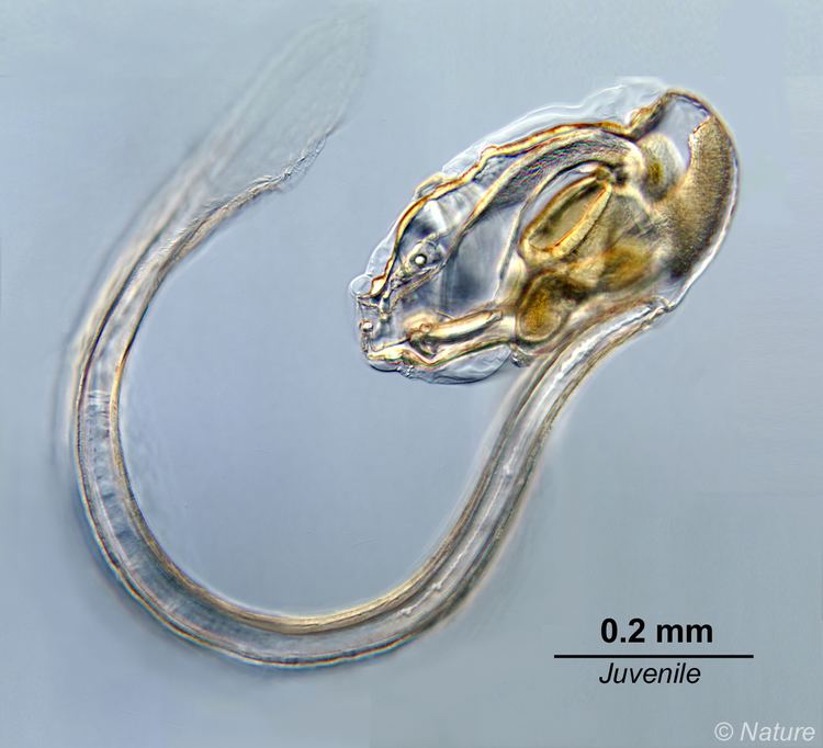 Oikopleura Oikopleura dioica Zooplankton Guide