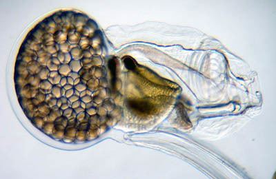 Oikopleura dioica REGULATOR a database of metazoan transcription factors and maternal