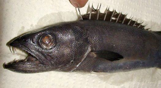 Oilfish Oilfish Ruvettus pretiosus Cocco 1833 Australian Museum