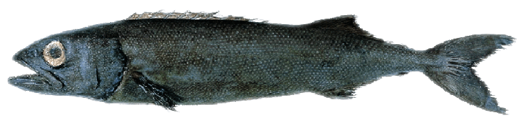 Oilfish Oilfish