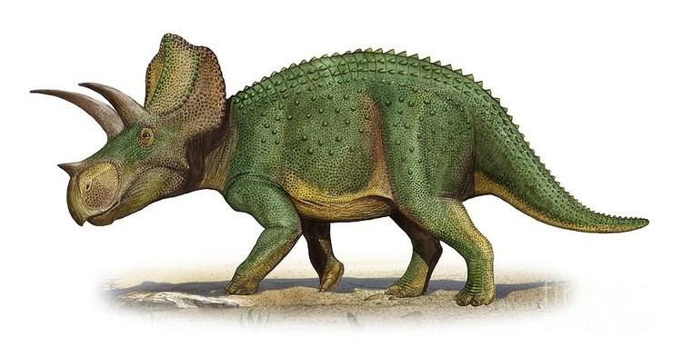 Ojoceratops Ojoceratops Pictures amp Facts The Dinosaur Database