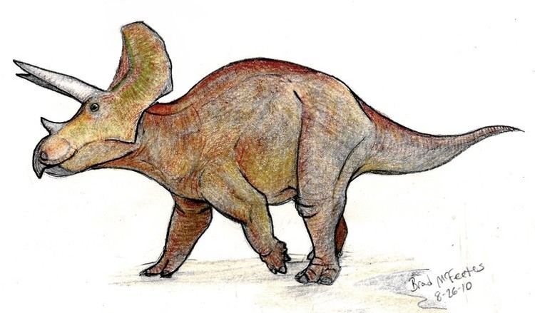 Ojoceratops Ojoceratops Pictures amp Facts The Dinosaur Database