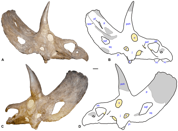 Ojoceratops When Does Morphology Trump Ontogeny The Bite Stuff