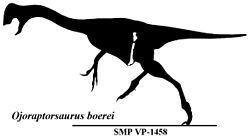 Ojoraptorsaurus httpsuploadwikimediaorgwikipediacommonsthu