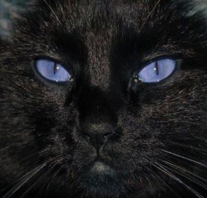 Ojos Azules httpscdnmysmellycomimagesitefspermpibq