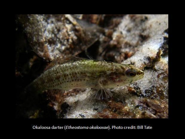 Okaloosa darter Endangered Species Program What We Do Recovery Stories