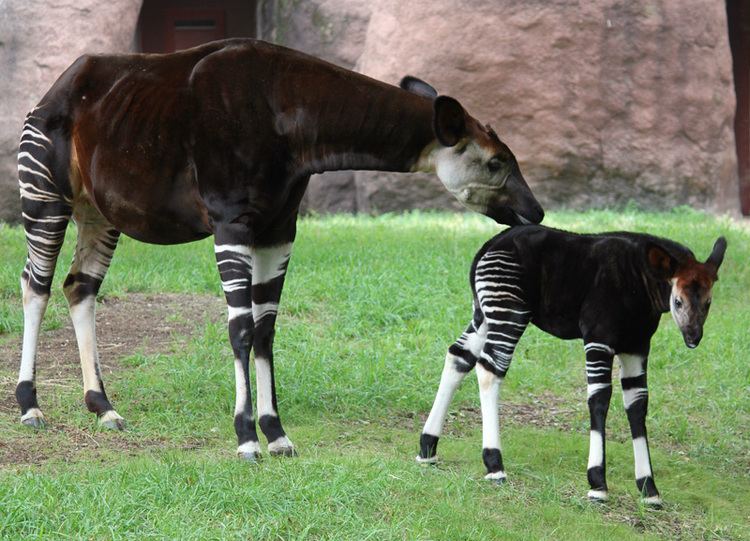 Okapi Okapi Saint Louis Zoo