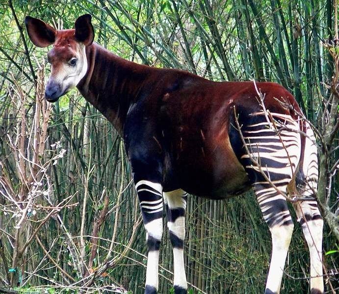 Okapi Okapi Strange Animals