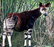 Okapi httpsuploadwikimediaorgwikipediacommonsthu