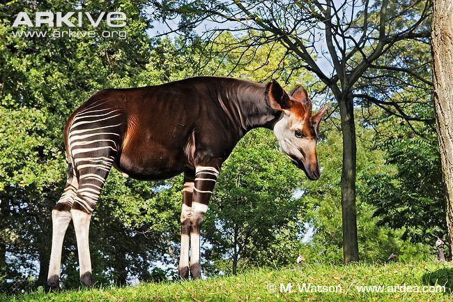 Okapi Okapi photo Okapia johnstoni G132524 ARKive
