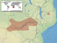 Okavango dwarf gecko httpsuploadwikimediaorgwikipediacommonsthu