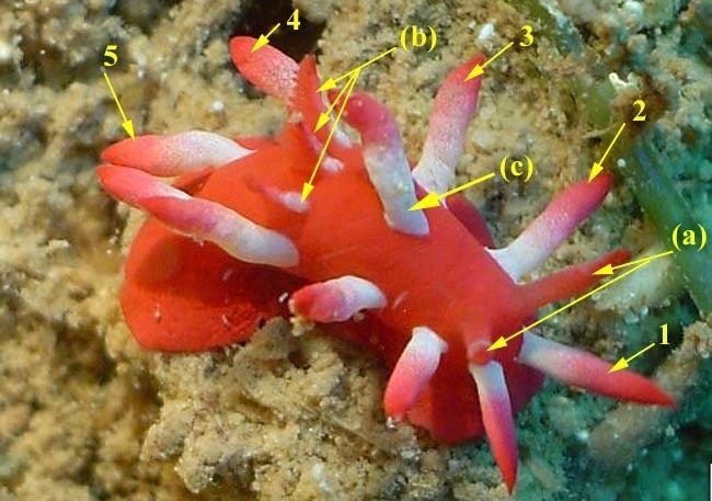 Okenia okenia nakamotoensis red seaslug with white and red processus like