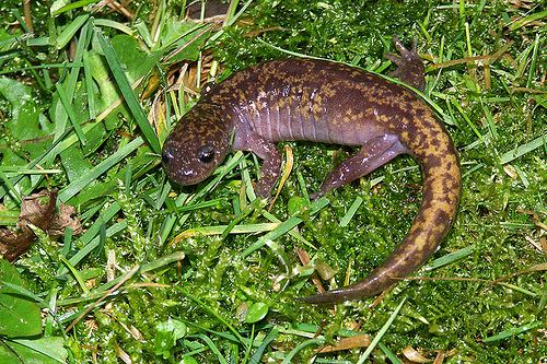 Oki salamander Flickriver Photoset 39Critically endangered39 by henkwallays