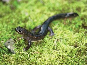 Oki salamander Features of the Oki Islands UNESCO Global Geopark Oki Islands