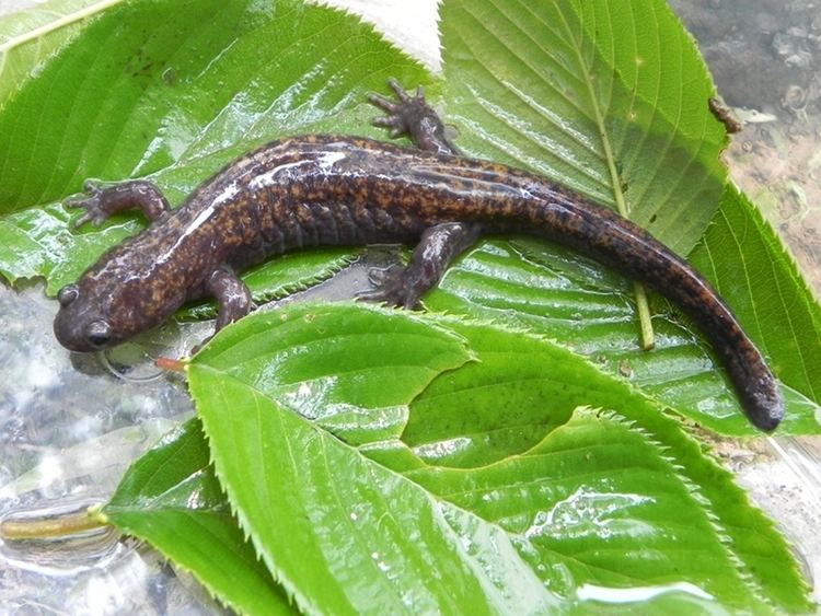 Oki salamander wwwokigeoparkjpecosystemuploadsnativeokisa